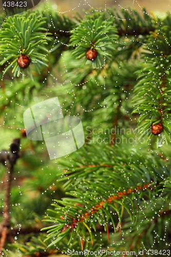 Image of spiderweb