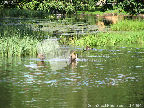 Image of Ducks having a wash