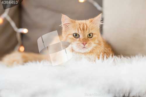 Image of red tabby cat on sofa with sheepskin at home