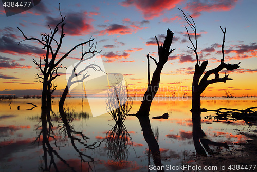 Image of Old gnarly trees on the lake at sunset