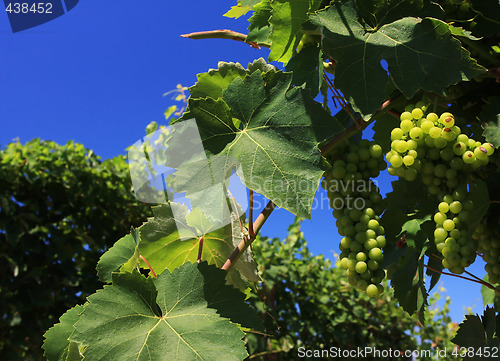 Image of green grapes