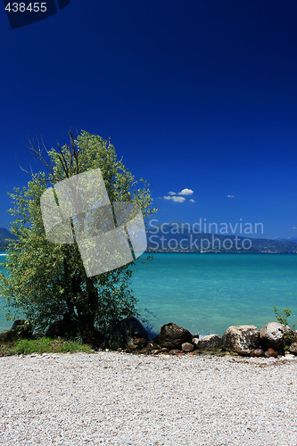 Image of Tree on the beach