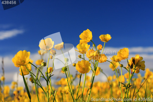 Image of creeping buttercup