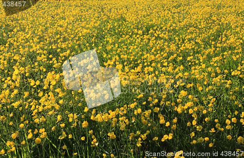 Image of buttercup field