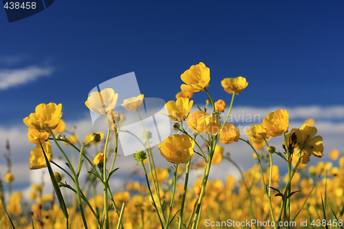 Image of summer field