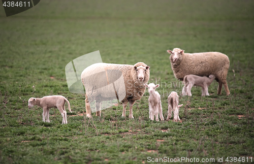 Image of Ewes wih their lambs