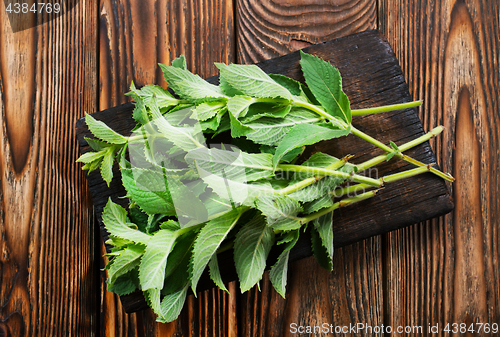 Image of fresh mint