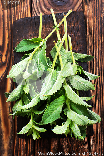 Image of fresh mint