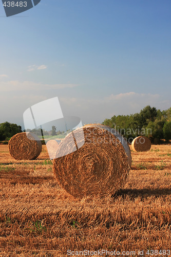 Image of field of plenty