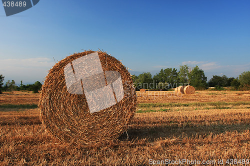 Image of harvesting the crop