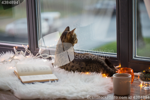 Image of tabby cat lying on window sill with book at home