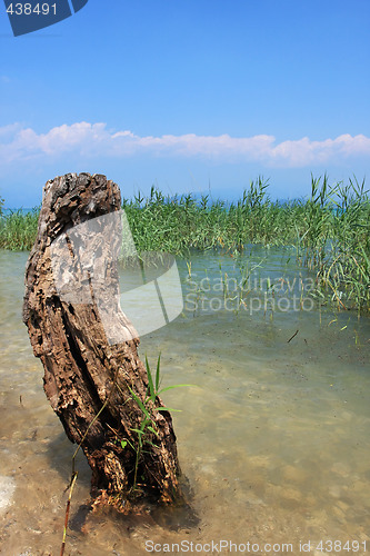 Image of beach treestump