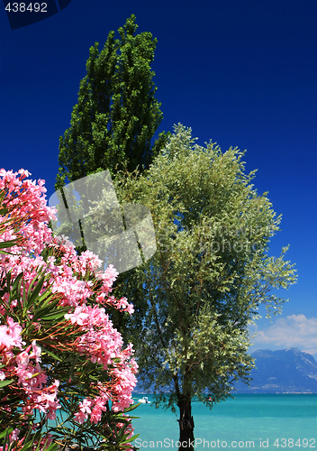 Image of seaside trees