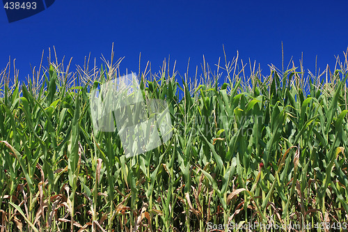 Image of maize field and blue sky