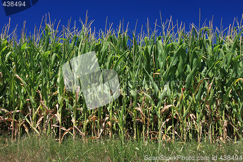 Image of corn on the cob