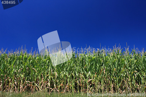 Image of corn and cloudless sky