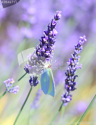 Image of Lavender and butterfly