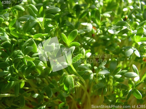 Image of watercress