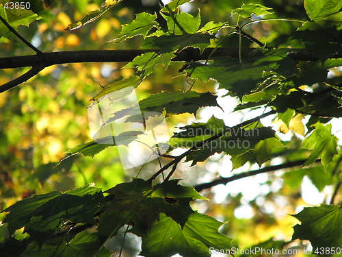 Image of Autumn leaves