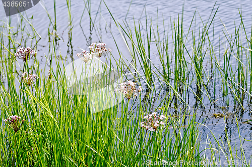 Image of Butomus umbellatus on water