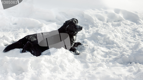 Image of Black Dog Half-breed Labrador Retriever On The Snow