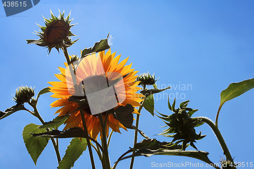 Image of backlit sunflower