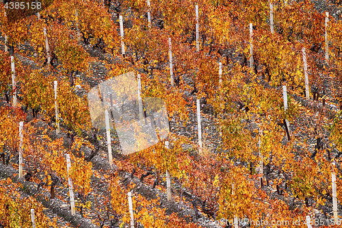 Image of Autumnal vineyard close-up.