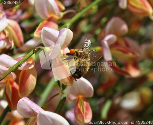 Image of Bee at pink Scotch broom