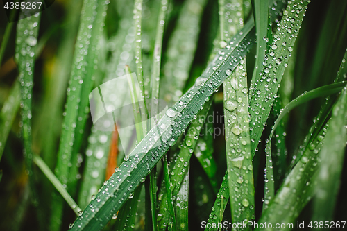 Image of Fresh thick grass with dew drops