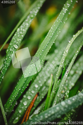 Image of Fresh thick grass with dew drops