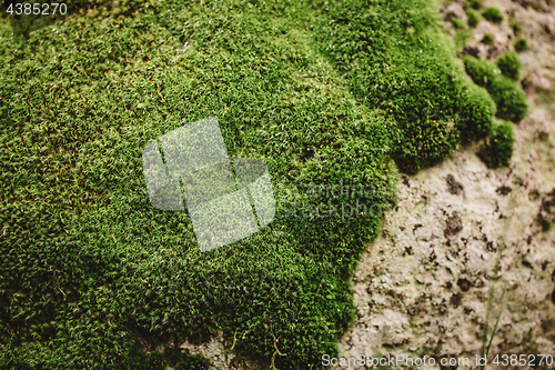 Image of green moss background texture