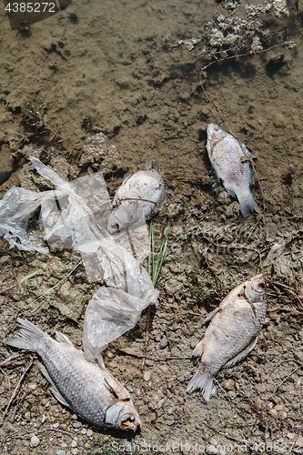 Image of Dead fish on the pond.