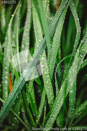 Image of Fresh thick grass with dew drops