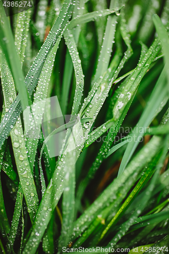 Image of Fresh thick grass with dew drops