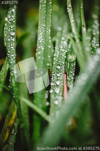 Image of Fresh thick grass with dew drops