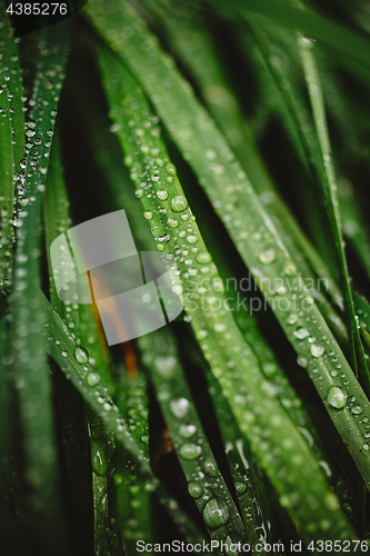 Image of Fresh thick grass with dew drops