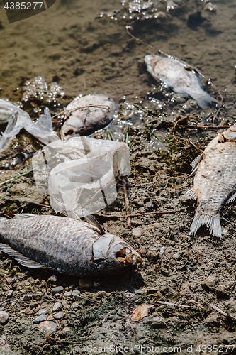 Image of Dead fish on the pond.