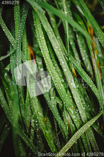 Image of Fresh thick grass with dew drops