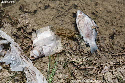 Image of Dead fish on the pond.