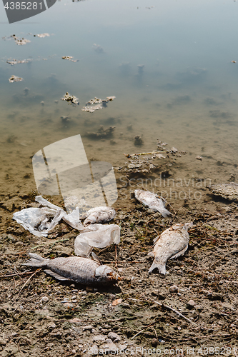 Image of Dead fish on the pond.