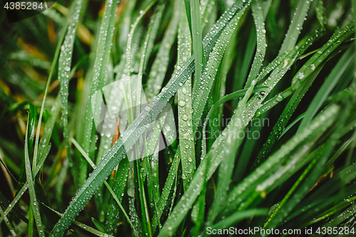 Image of Fresh thick grass with dew drops