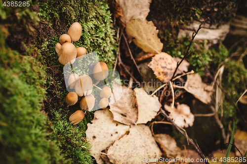 Image of green moss background texture