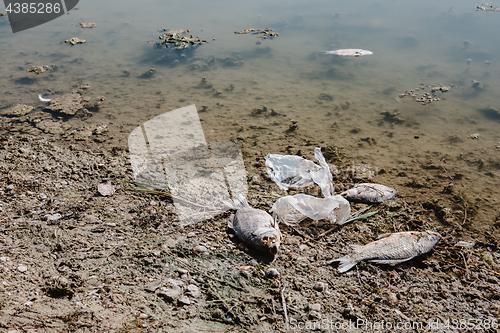 Image of Dead fish on the pond.