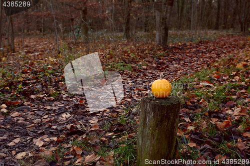 Image of Small pumpkin on wooden post in autumnal forest