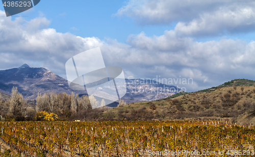 Image of Vineyards. The Autumn Valley