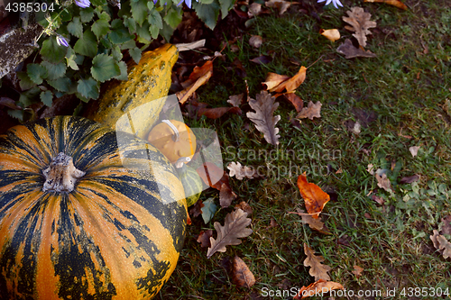 Image of Striped pumpkin and assorted gourds in a garden