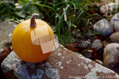 Image of Small orange gourd on weathered brick wall