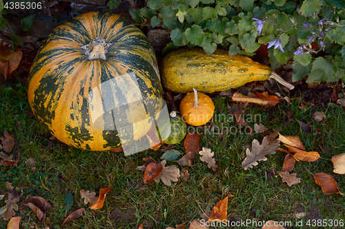 Image of Pumpkin and ornamental gourds with fall leaves in a garden