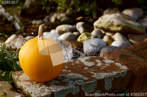 Image of Small orange pumpkin on a lichen-covered wall