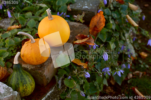 Image of Three small ornamental gourds on a rustic brick wall 